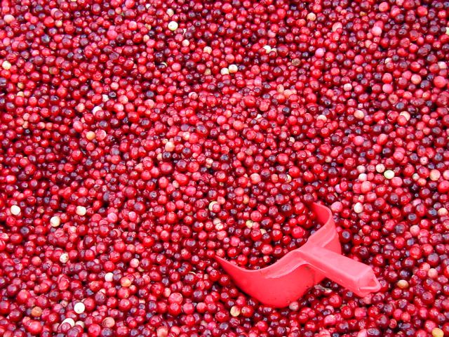cranberries архангельская клюква